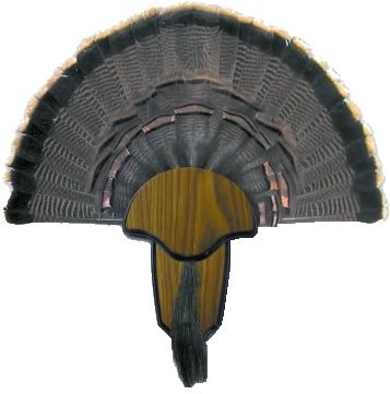 Hunters Specialties 00849 Turkey Tail/Beard Mounting Kit