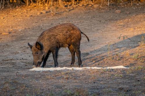 Guides Blend Boar Blend Attractant, Stawberry Field (GBBSTRAW)